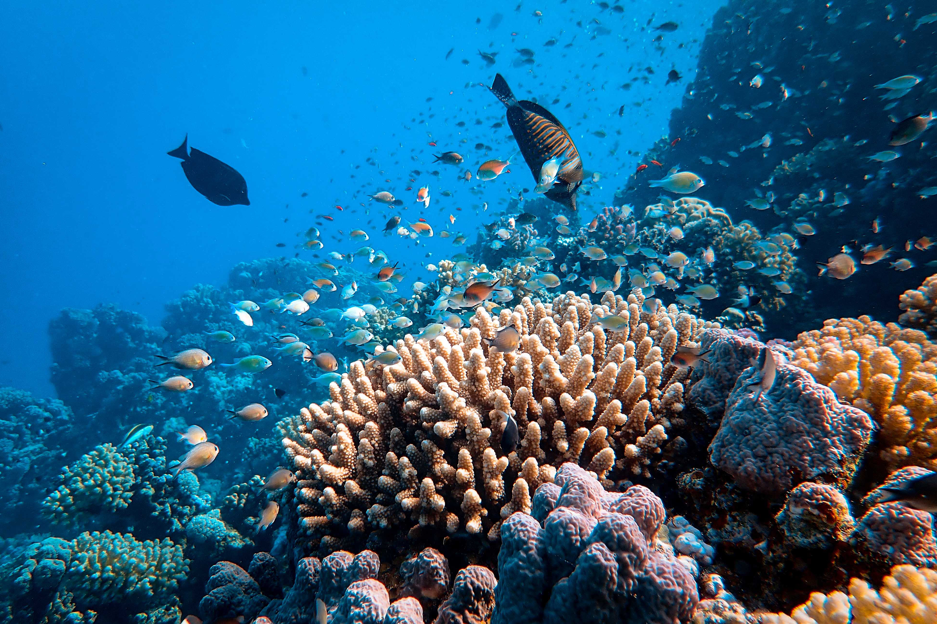 Kreative Möglichkeiten für Aufnahmen unter Wasser