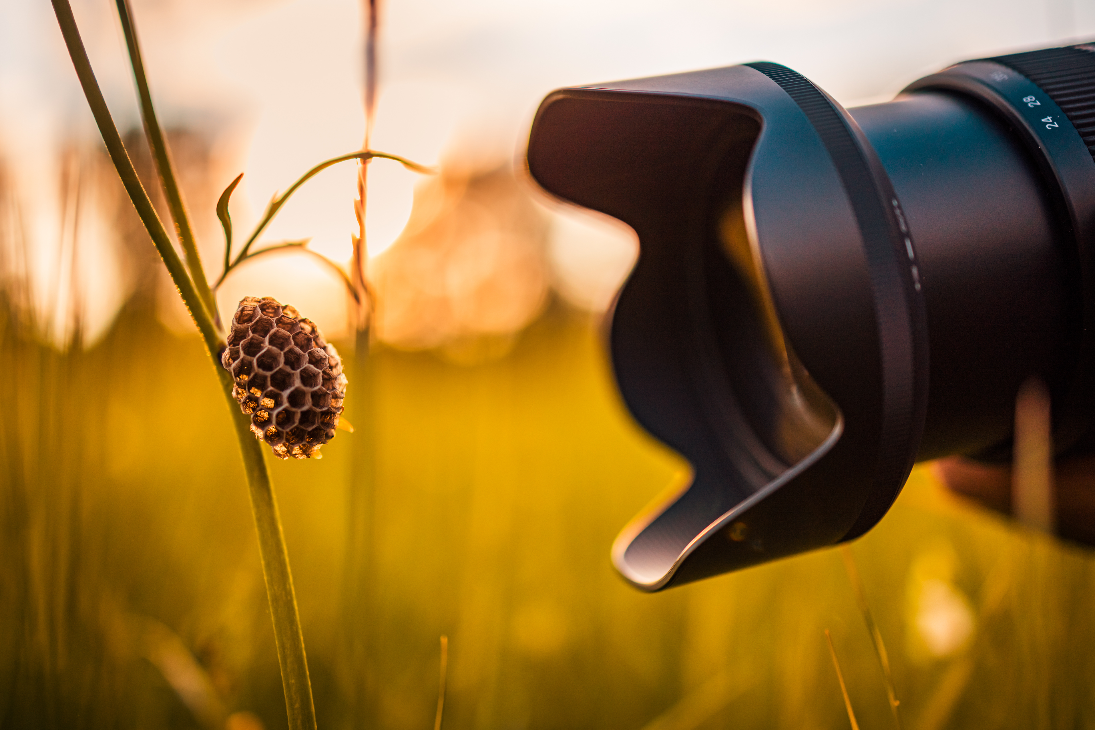 Makrofotografie für Einsteiger