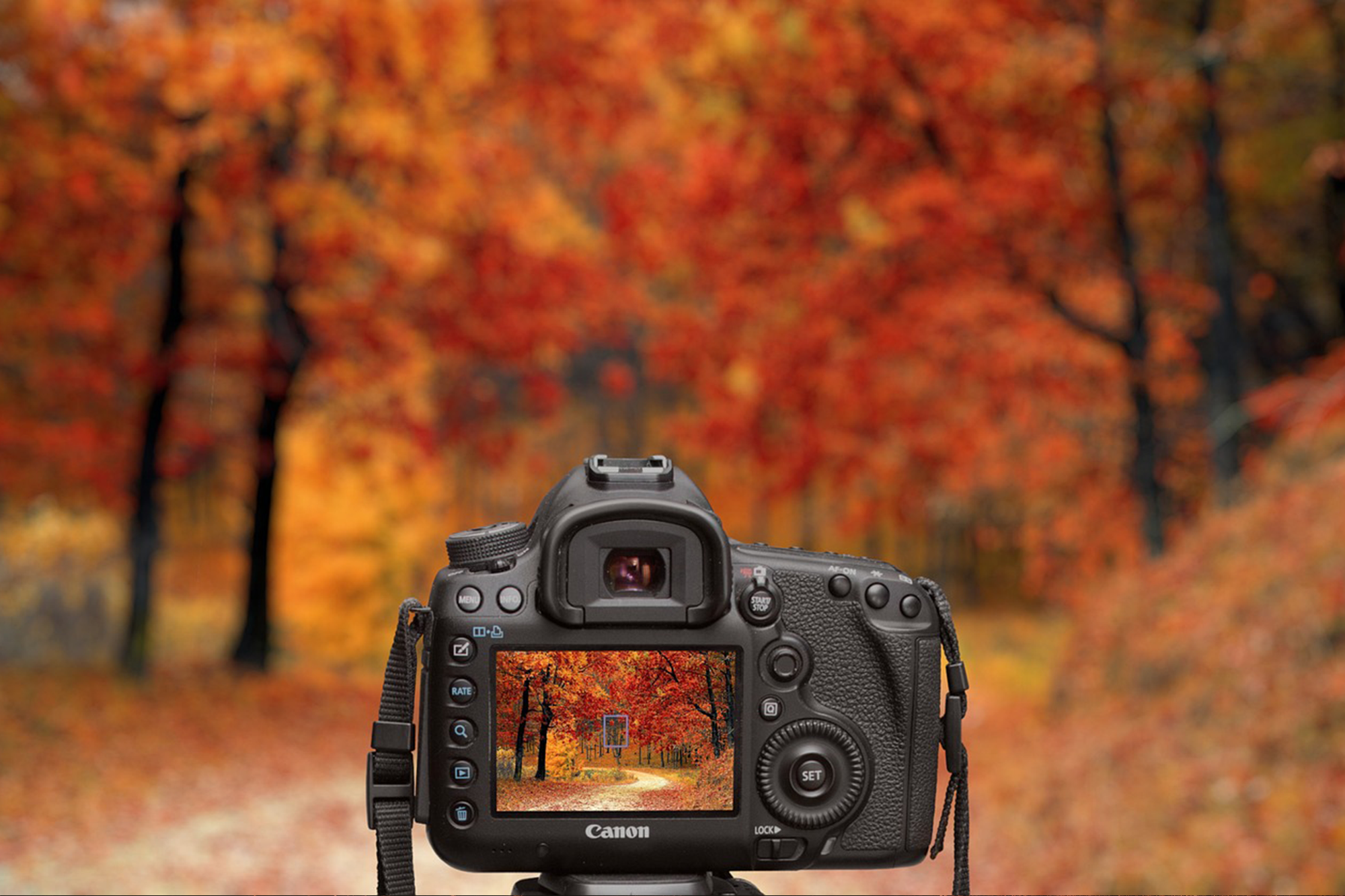 Kreative Herbst-Fotografie: Wenn die Natur ihr Farbenspiel entfaltet